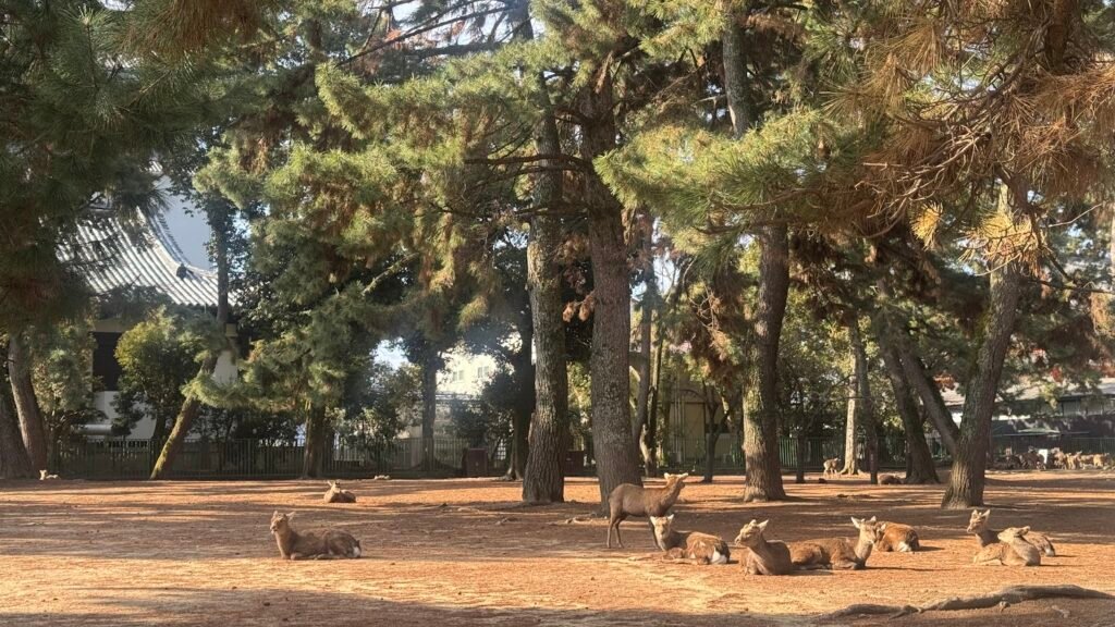 Several deer resting under tall trees at Nara Park in Nara, Japan.